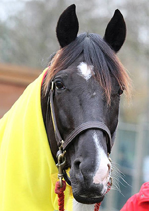 acheter un cheval de course trotteur